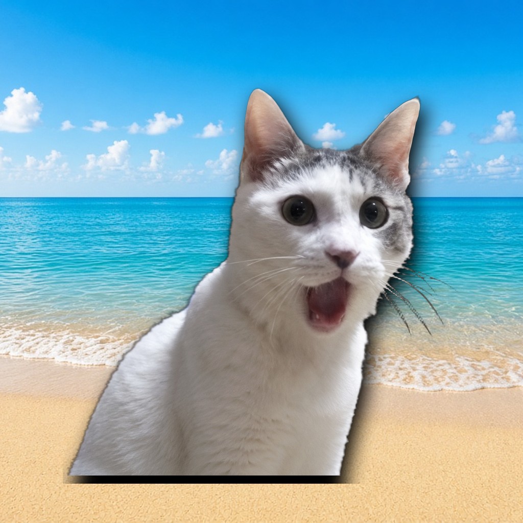 OMG Cat reaction 1
