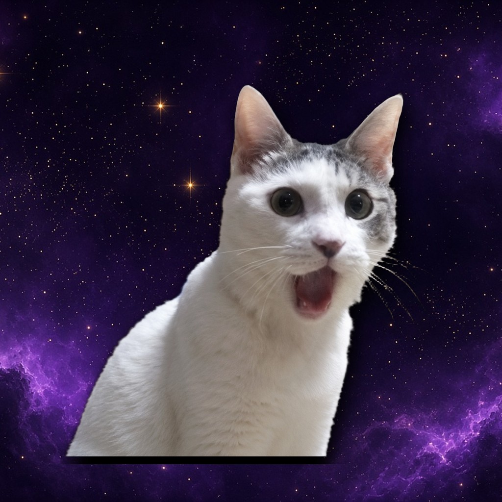 OMG Cat reaction 5