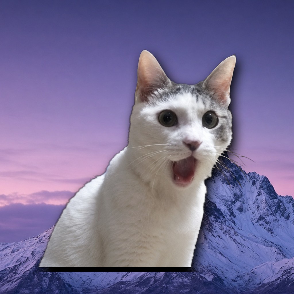 OMG Cat reaction 7