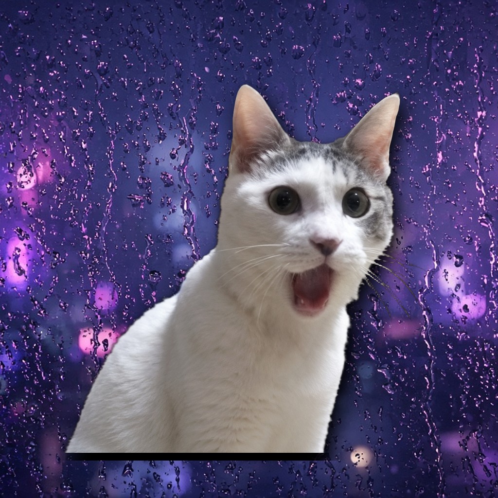 OMG Cat reaction 11